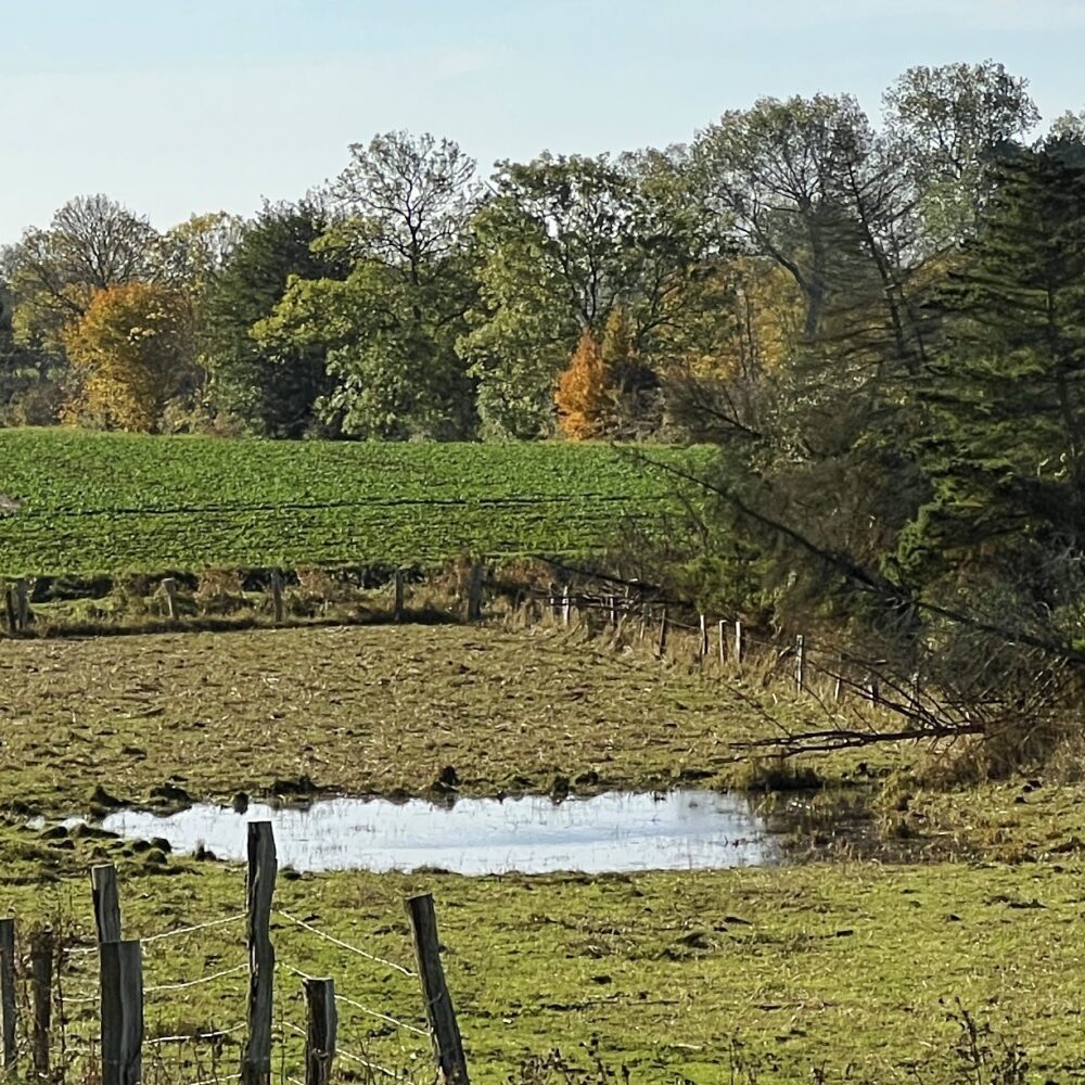 Klintmoor