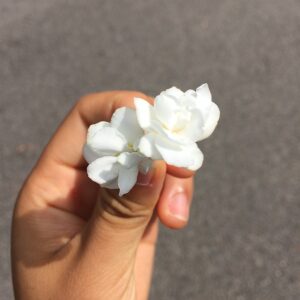 ainypadua